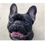 MaxtheK9_05 - @willlombardi2610 - Instagram