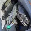 Will McCollough - @will.mccollough4 - TikTok