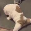 William - @will.mcfarlane12 - TikTok