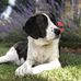 Will Metcalfe - Facebook