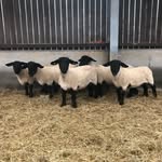 Will Middleton - @turbary_suffolks - Instagram