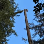 Will Nielsen - @headwaters_tree - Instagram