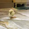 ,َحواء 🐣 - @williampilkington - TikTok