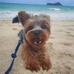 WILL POST FOR TREATS 🍗🍎🍌🍐 - @sylvestertheyorkie - Instagram