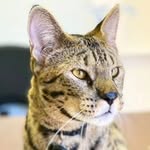Will Powers - @starcats_detroit - Instagram