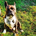 Chef Will Powers - @chefbigwilly - Instagram