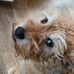 Will Priestley - Facebook