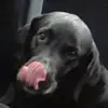 william.priestley123 - @willdiggitydamn - TikTok