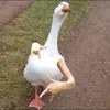 willproctor06 - @willproctor06 - TikTok