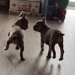 Will Roach - @titanfrenchies - Instagram