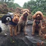 Will Sadler - @willinchester - Instagram