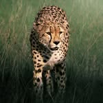 Will Thurston - @willthurston_wildlife - Instagram