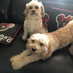 Will_tyler - @will_tyler25 - Instagram