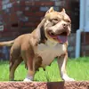 Will Wells - @619bullyz - TikTok