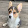 Willow 🐾 - @willow_the_welsh_corgi - TikTok