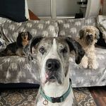 Willomena Wheaten - @will_wheaten - Instagram