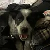 William Whitmer - @william.whitmer6 - TikTok