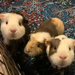 Winnie + Willa + Wisteria - @winnie.willa.wisteria - Instagram