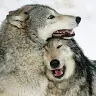 Will Wolf - @willwolf7 - TikTok