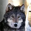 willwolf - @willwolf19 - TikTok