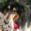 🐾🌺 Willow 🌺🐾 - @willowwomble - TikTok