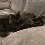 Will York - @stinkie_and_not_so_stinky - Instagram