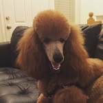 Willa The Standard Poodle - @willa_bennett - Instagram