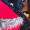Willa Goodwin - @bufflesthepug - TikTok