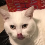 Willa - @willa_white_cat - Instagram