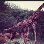 Rachel Dunn 566 - @willardarnold_589050 - Instagram