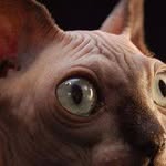 Astrid Christiansen - @willardburton13604716 - Instagram