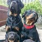 Floyd Willard - @floyd.willard - Instagram