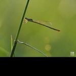 @willardfreemanq - Instagram