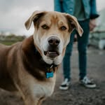 Willard Mathews - @themuttnamedwillard - Instagram
