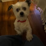 Willard washington - @whitebullutah - Instagram