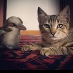@willardwebbj - Instagram