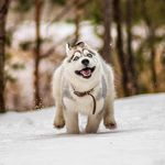 Joshua Willard Wyatt - @joshwyatt11 - Instagram