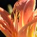 Willi Schmidt - Facebook