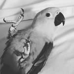 William Alderson - @liamcongo - Instagram
