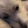 wills tik tok - @williamalberty - TikTok