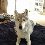 William Allison - @kodadwolf - Instagram