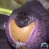 williamalpaugh8 - @guitar.guy12 - TikTok
