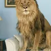 William Andoni Jimenez Sanchez - @william.andoni.ji4 - TikTok