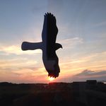 Allen William Andreassen - @allenwilliamandreassen - Instagram