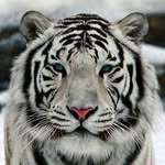 william Arcos - @gato.arcos14 - Instagram