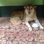 William Armas Eguizábal - @willy_husky27 - Instagram
