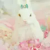 williamballona - @sofbayo - TikTok