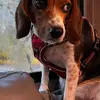 Mochi the Beagle - @williambaltazar56 - TikTok