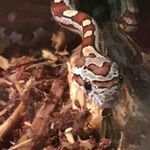 William Battin - @will.iampb - Instagram