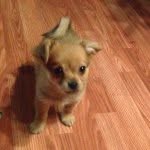 William Bear - @mr_william_bear - Instagram